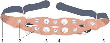 NST belt